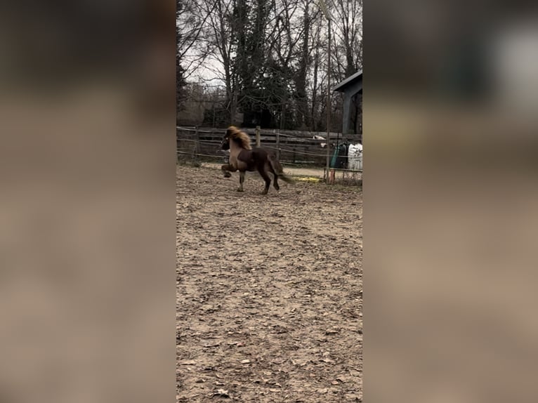 Islandpferd Hengst 9 Jahre 140 cm Dunkelfuchs in Ha&#xDF;loch