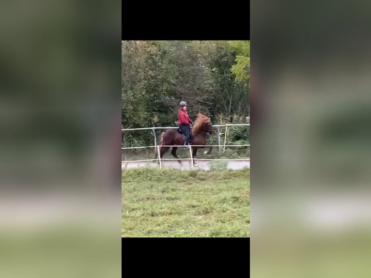 Islandpferd Hengst 9 Jahre 140 cm Dunkelfuchs in Ha&#xDF;loch