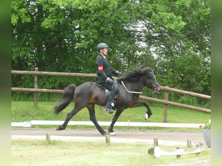 Islandpferd Hengst Brauner in Euskirchen