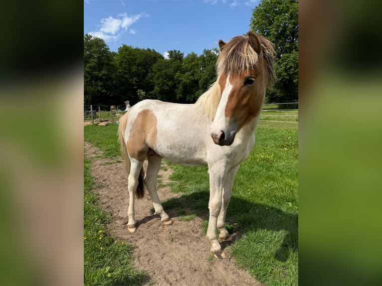 Islandpferd Hengst Falbe in Thuine