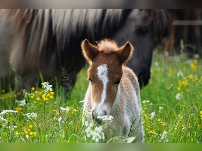 Islandpferd Hengst  138 cm Fuchs in Polling