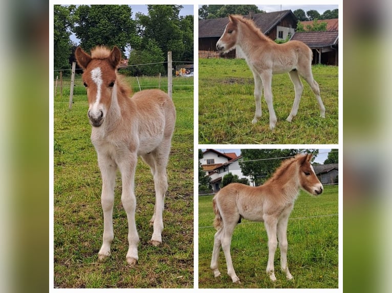 Islandpferd Hengst  138 cm Fuchs in Polling