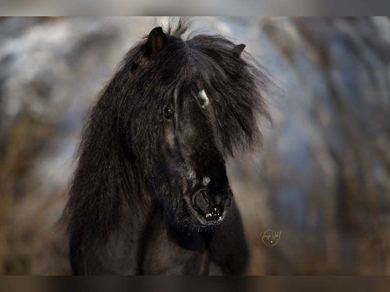 Islandpferd Hengst  138 cm Fuchs in Polling