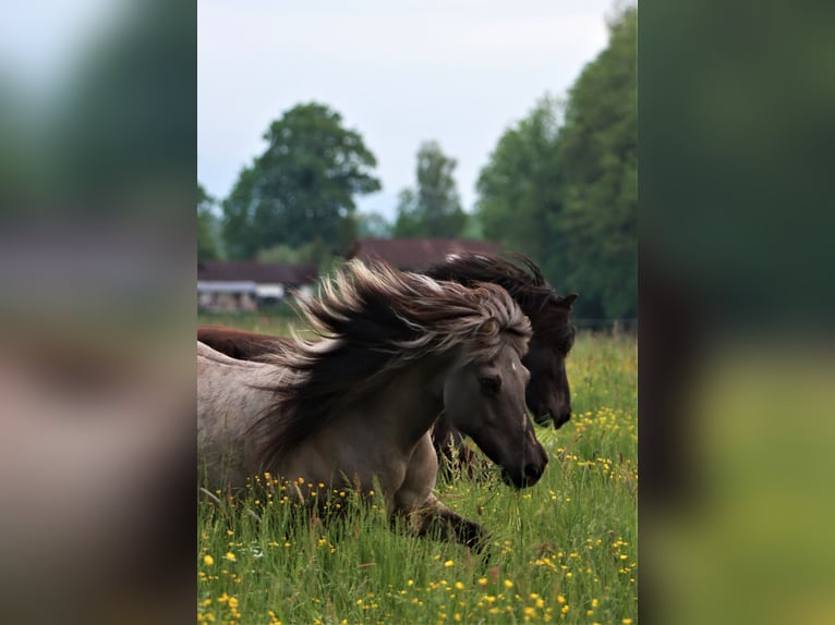 Islandpferd Hengst  138 cm Fuchs in Polling