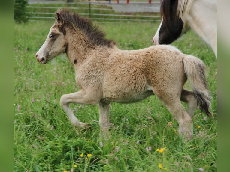 Islandpferd Hengst  140 cm Buckskin in Saarland