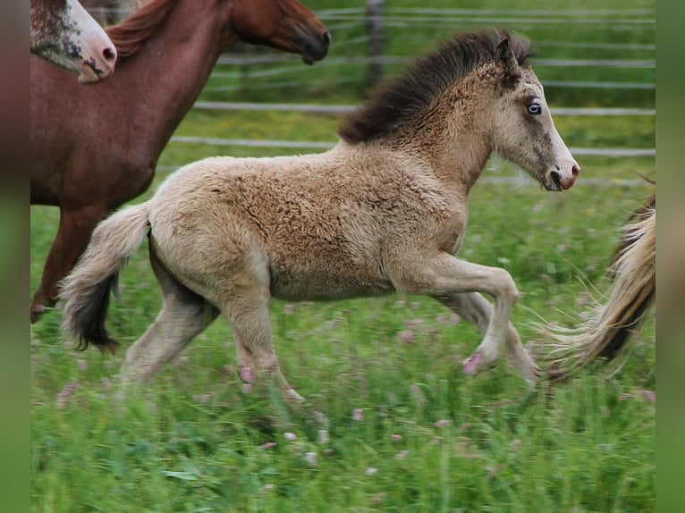 Islandpferd Hengst  140 cm Buckskin in Saarland