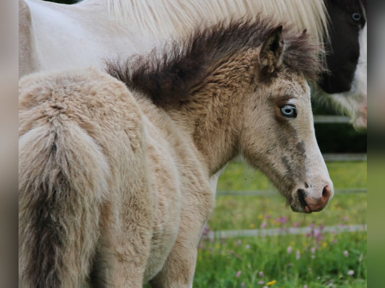 Islandpferd Hengst  140 cm Buckskin in Saarland