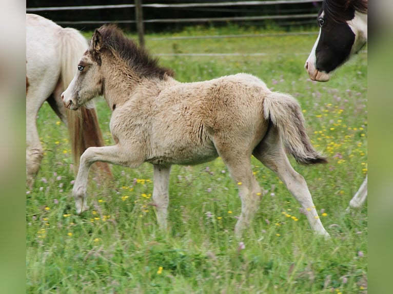Islandpferd Hengst  140 cm Buckskin in Saarland