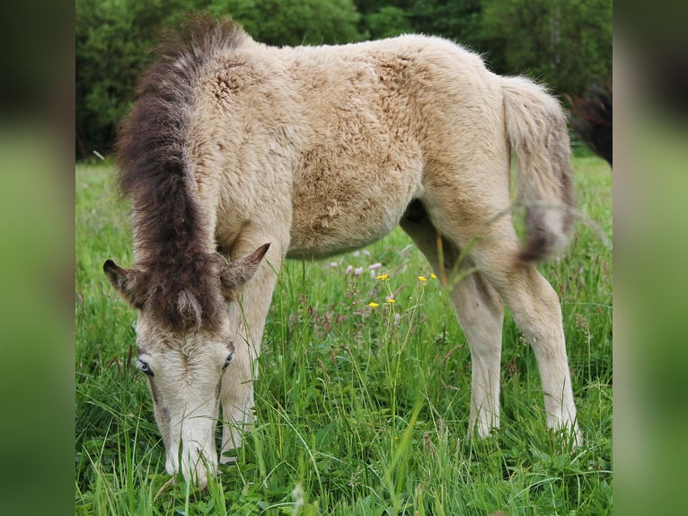 Islandpferd Hengst  140 cm Buckskin in Saarland