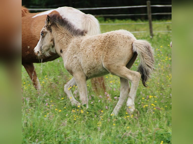 Islandpferd Hengst  140 cm Buckskin in Saarland