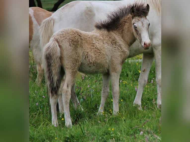 Islandpferd Hengst  140 cm Buckskin in Saarland
