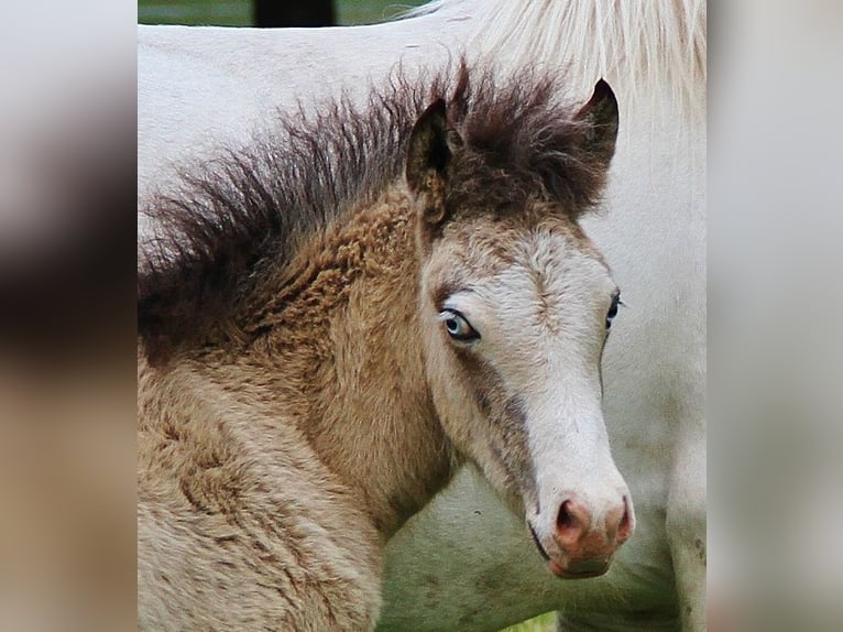 Islandpferd Hengst  140 cm Buckskin in Saarland