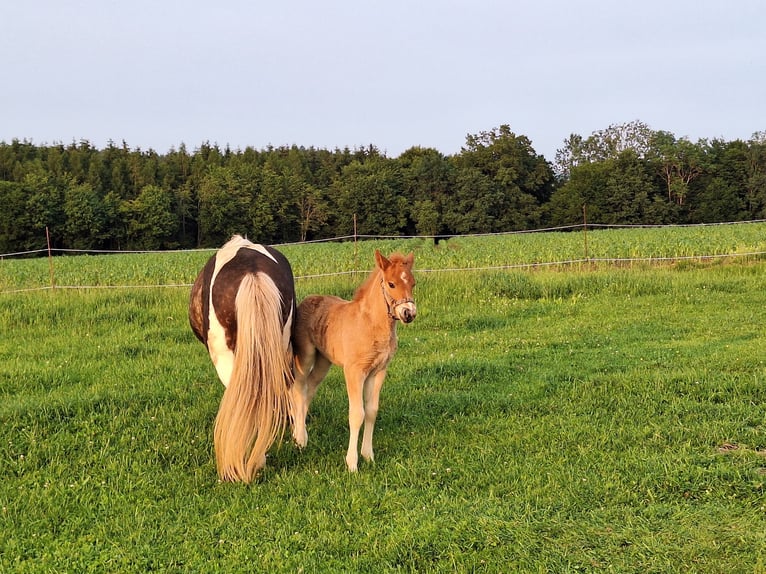 Islandpferd Hengst Fohlen (05/2025) 140 cm Fuchs in Schacha