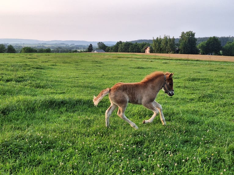 Islandpferd Hengst Fohlen (05/2025) 140 cm Fuchs in Schacha
