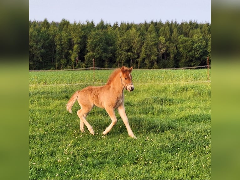 Islandpferd Hengst Fohlen (05/2025) 140 cm Fuchs in Schacha