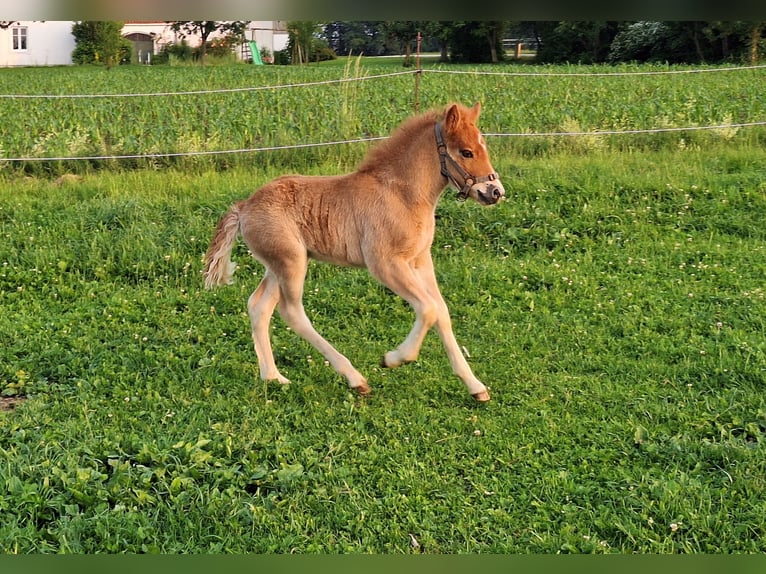 Islandpferd Hengst Fohlen (05/2025) 140 cm Fuchs in Schacha