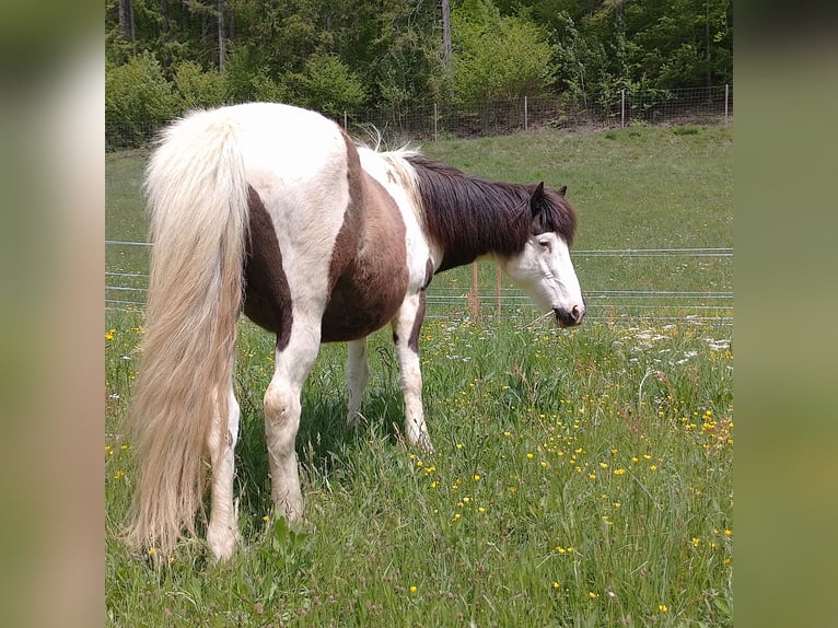 Islandpferd Hengst Fohlen (04/2026) 140 cm Grullo in Deutschfeistritz