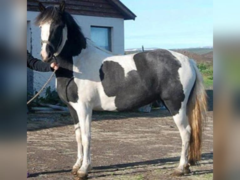 Islandpferd Hengst Fohlen (04/2026) 140 cm Grullo in Deutschfeistritz