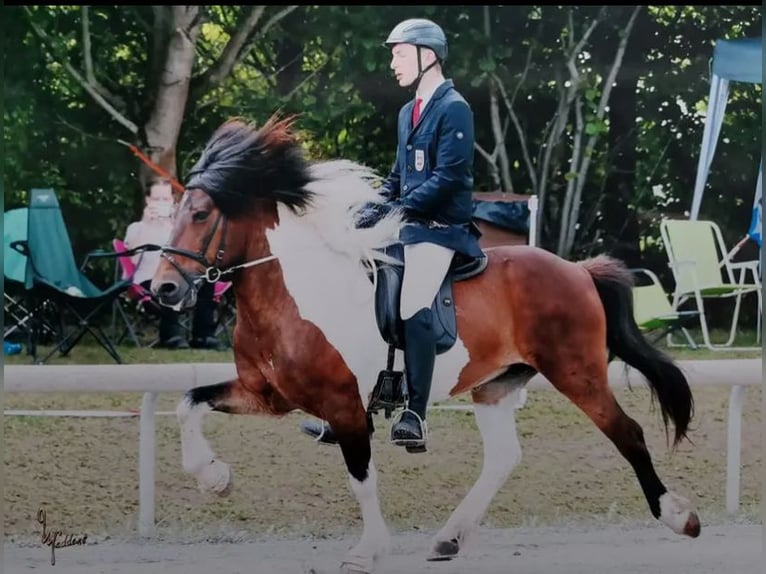 Islandpferd Hengst  140 cm Hellbrauner in Anger