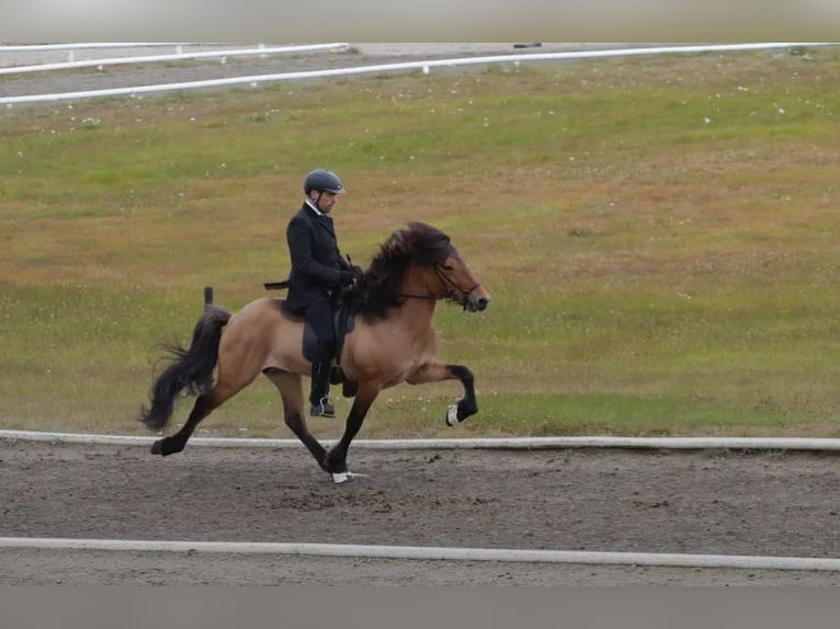 Islandpferd Hengst  140 cm Hellbrauner in Anger