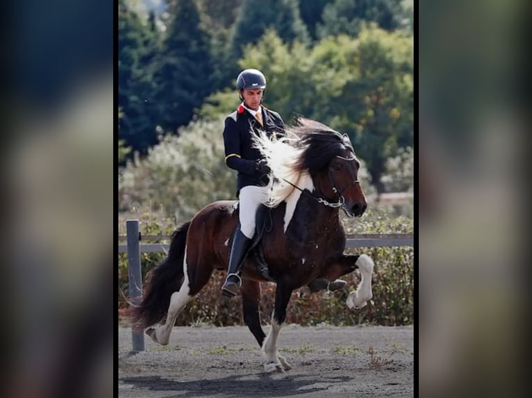 Islandpferd Hengst  140 cm Hellbrauner in Anger