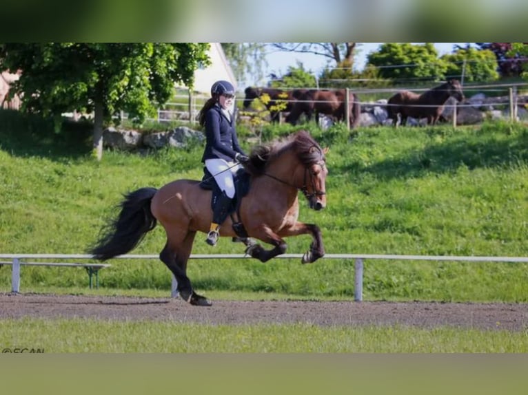 Islandpferd Hengst  140 cm Hellbrauner in Anger