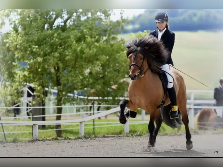 Islandpferd Hengst  140 cm Hellbrauner in Anger