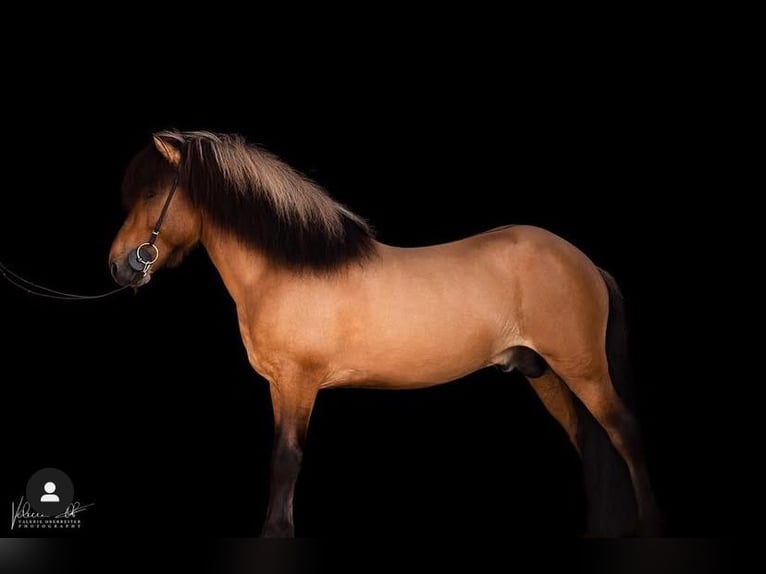 Islandpferd Hengst  140 cm Hellbrauner in Anger