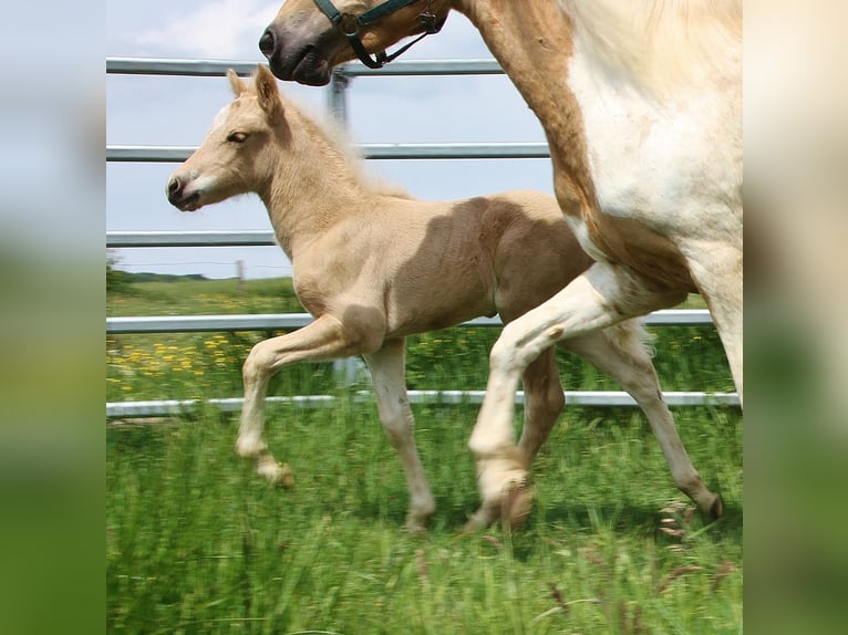Islandpferd Hengst Fohlen (04/2026) 140 cm Palomino in Saarland