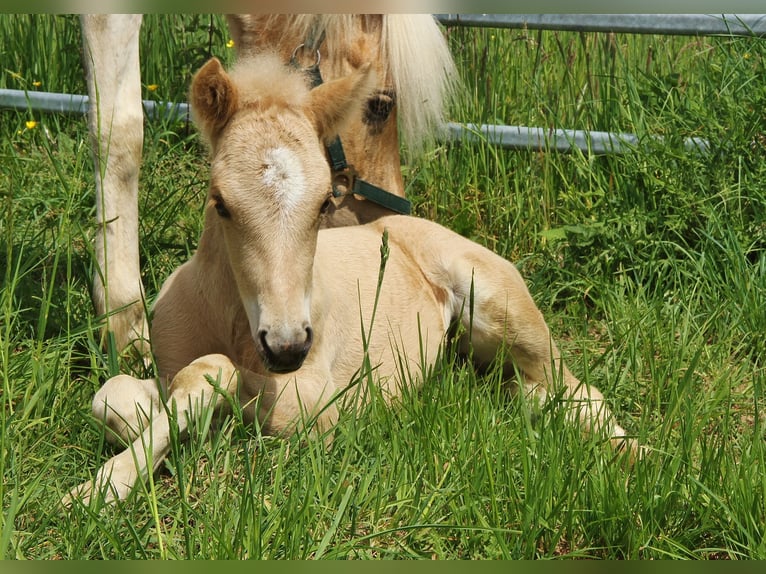 Islandpferd Hengst Fohlen (04/2026) 140 cm Palomino in Saarland