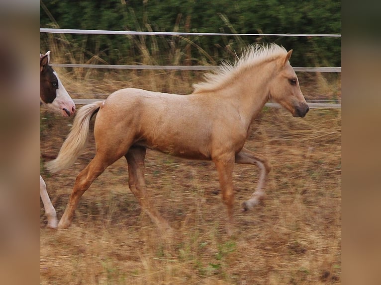 Islandpferd Hengst Fohlen (04/2026) 140 cm Palomino in Saarland