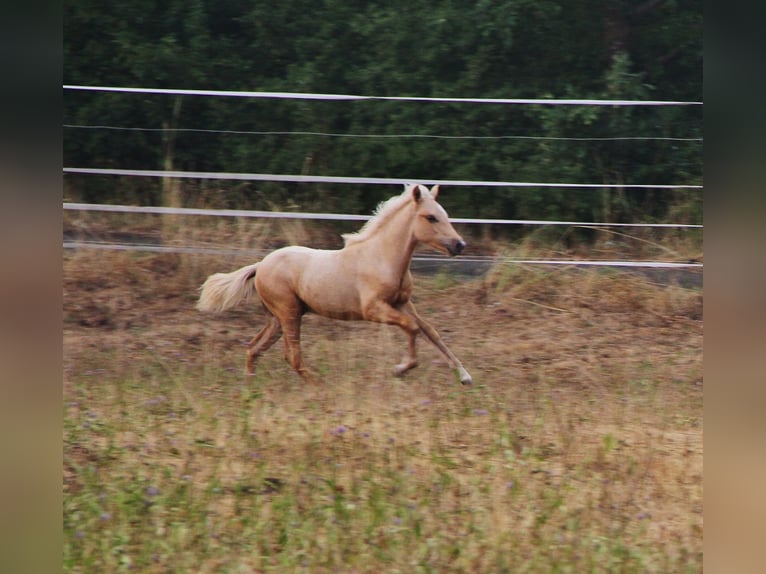Islandpferd Hengst Fohlen (04/2026) 140 cm Palomino in Saarland