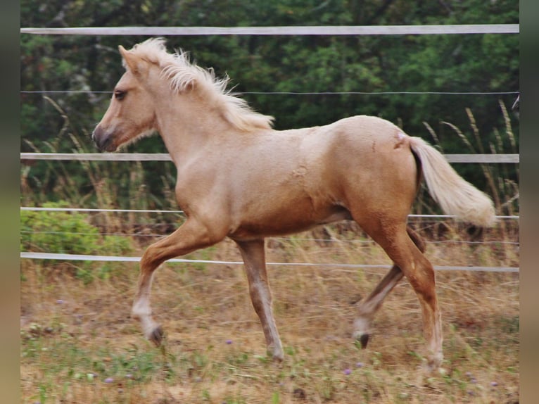 Islandpferd Hengst Fohlen (04/2026) 140 cm Palomino in Saarland