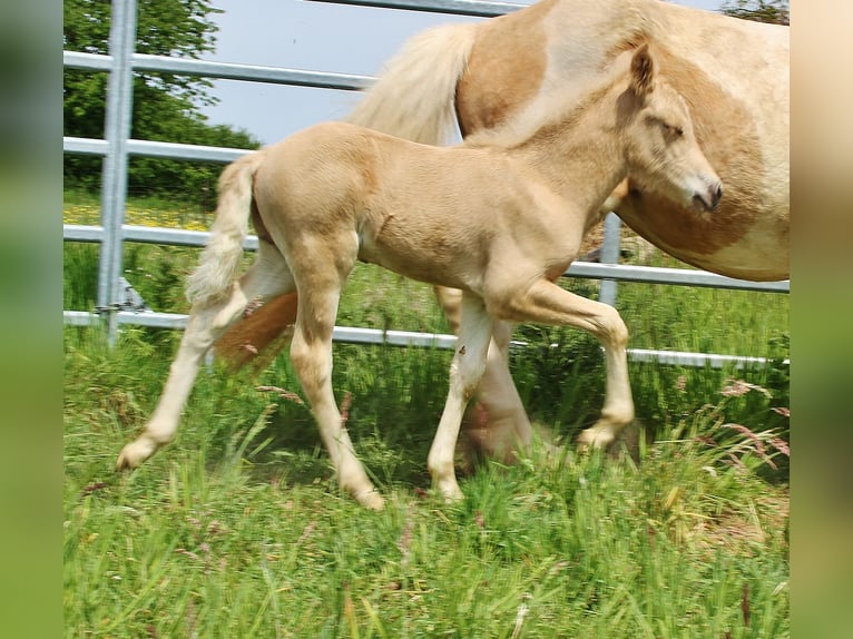 Islandpferd Hengst Fohlen (04/2026) 140 cm Palomino in Saarland