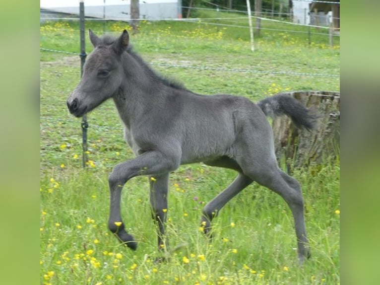 Islandpferd Hengst  140 cm Rappe in Markt Wald