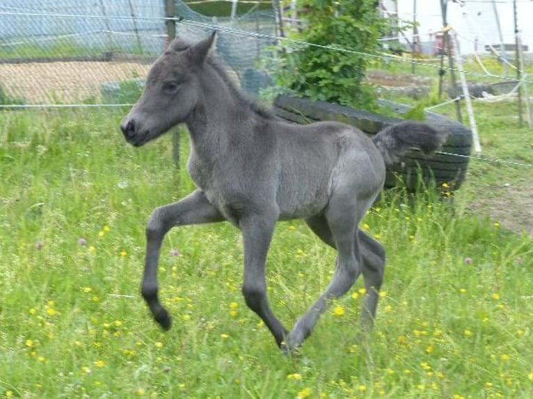 Islandpferd Hengst  140 cm Rappe in Markt Wald
