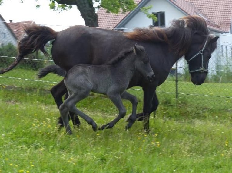 Islandpferd Hengst  140 cm Rappe in Markt Wald