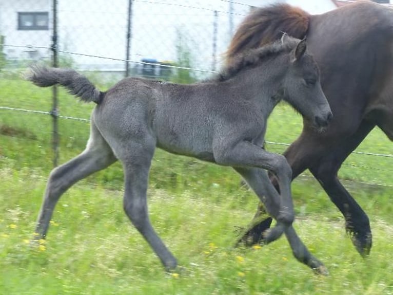 Islandpferd Hengst  140 cm Rappe in Markt Wald
