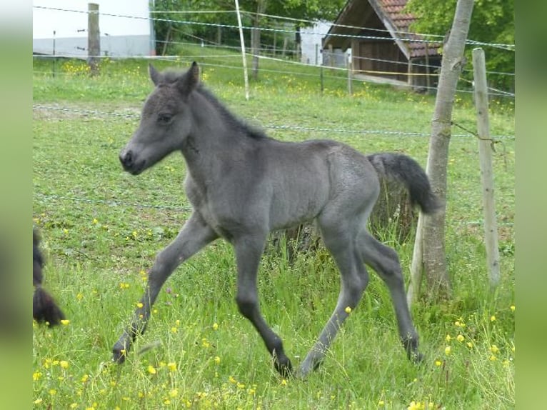 Islandpferd Hengst  140 cm Rappe in Markt Wald