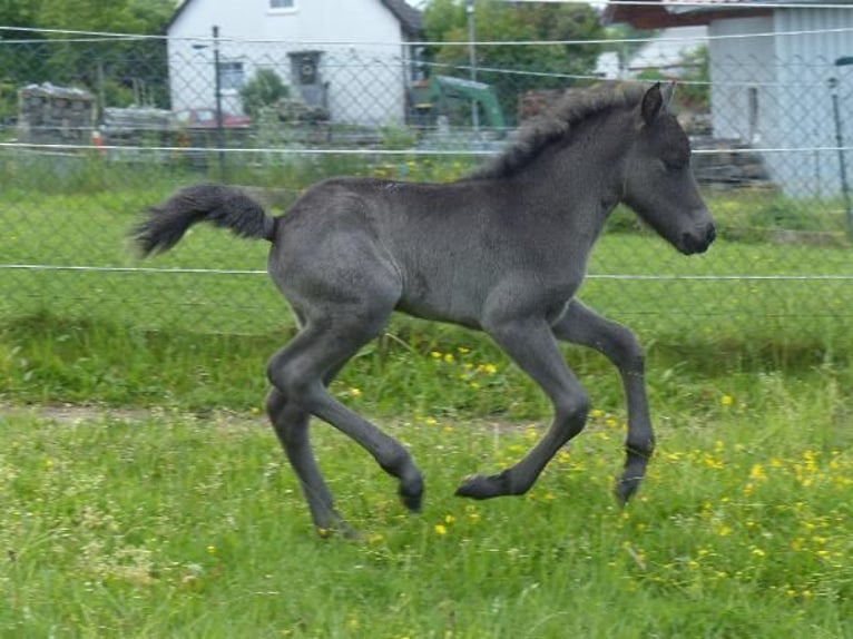 Islandpferd Hengst  140 cm Rappe in Markt Wald