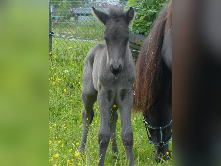 Islandpferd Hengst  140 cm Rappe in Markt Wald