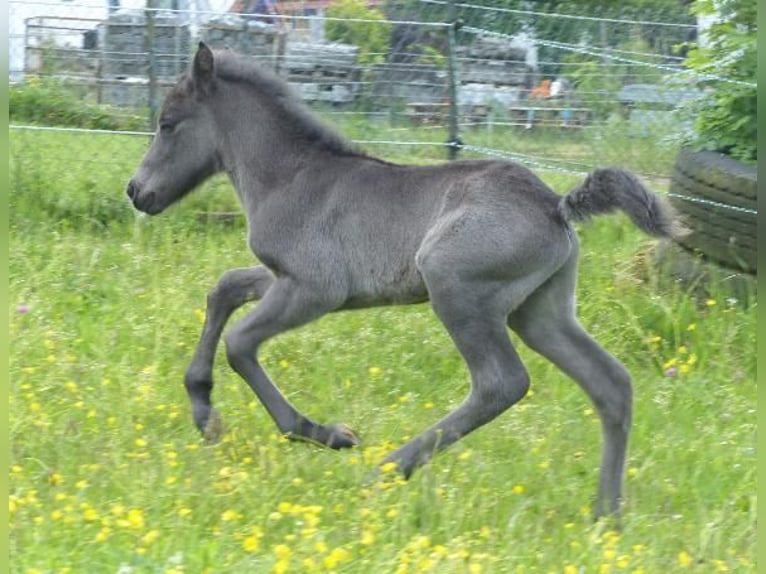 Islandpferd Hengst  140 cm Rappe in Markt Wald