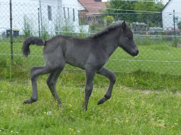 Islandpferd Hengst  140 cm Rappe in Markt Wald