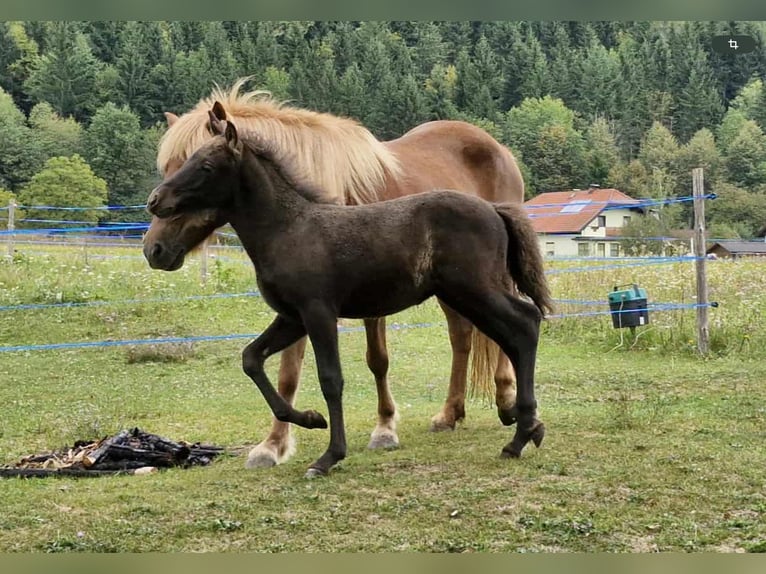 Islandpferd Hengst Fohlen (06/2025) 140 cm Rappe in V&#xF6;lkermarkt