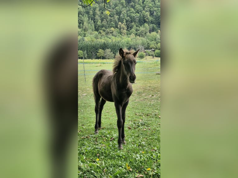 Islandpferd Hengst Fohlen (06/2025) 140 cm Rappe in V&#xF6;lkermarkt