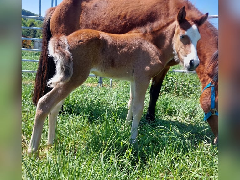Islandpferd Hengst  141 cm Brauner in Saarland