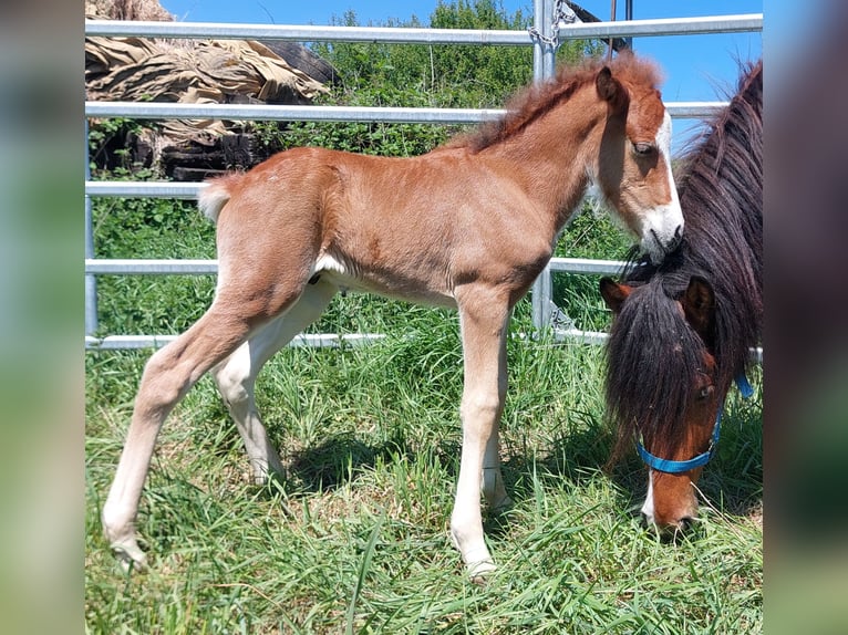 Islandpferd Hengst  141 cm Brauner in Saarland