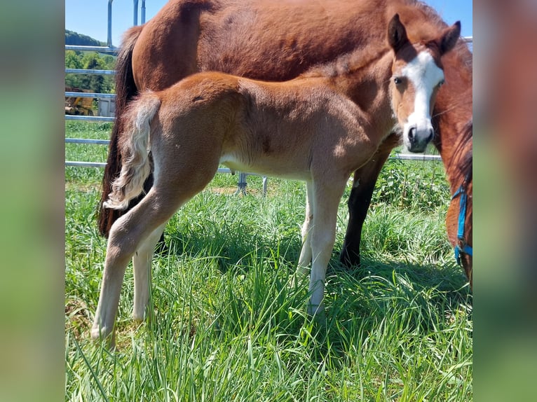 Islandpferd Hengst  141 cm Brauner in Saarland