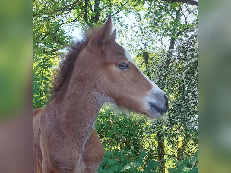 Islandpferd Hengst  141 cm Brauner in Saarland