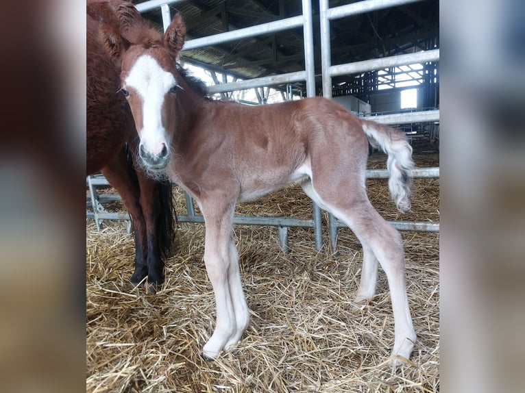 Islandpferd Hengst  141 cm Brauner in Saarland